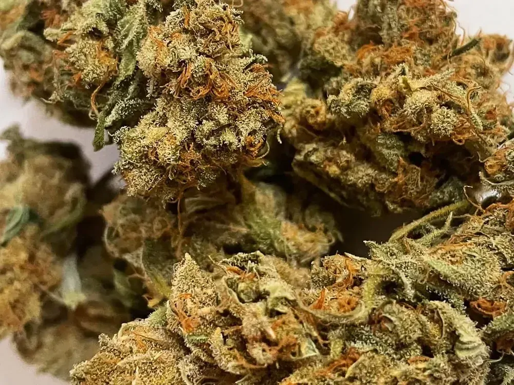 JK-53 konopný květ s CBD