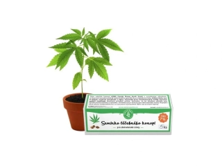Semínka léčebného konopí 5ks